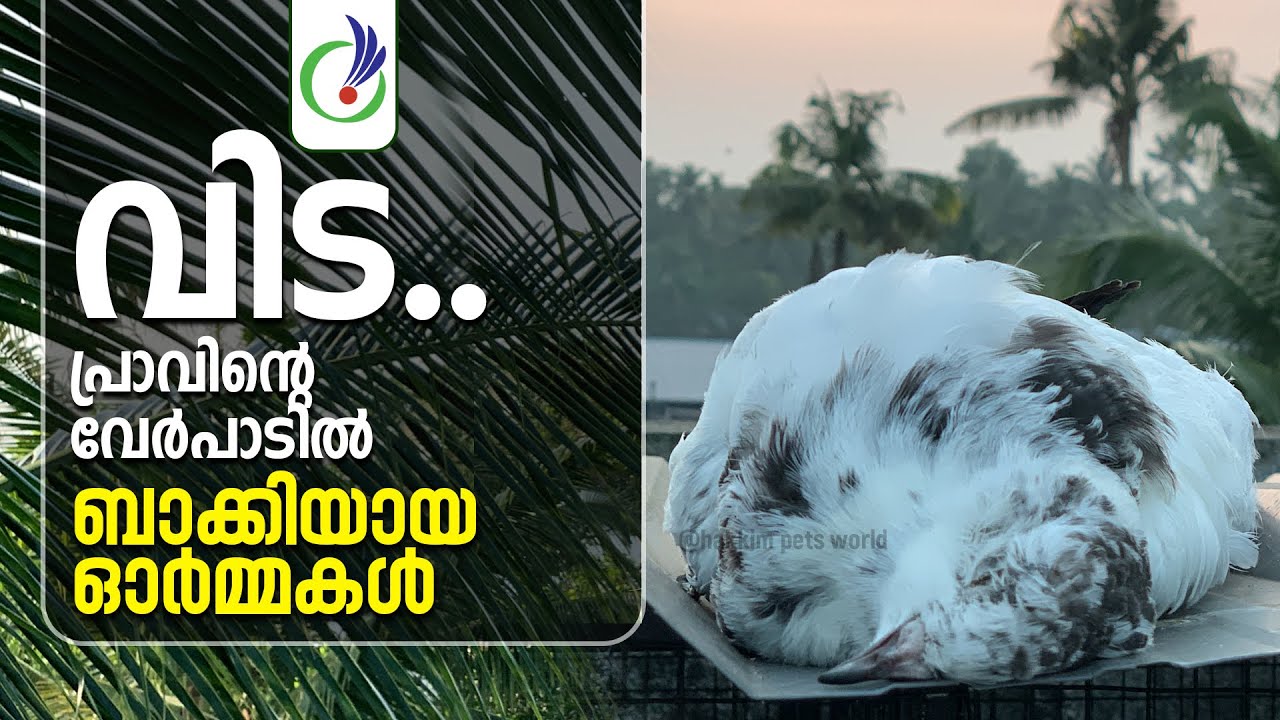 വിട... പ്രാവിന്റെ വേർപാടിൽ ബാക്കിയായ ഓർമ്മകൾ  || What happens to dead pigeons? | 0006| Pets World