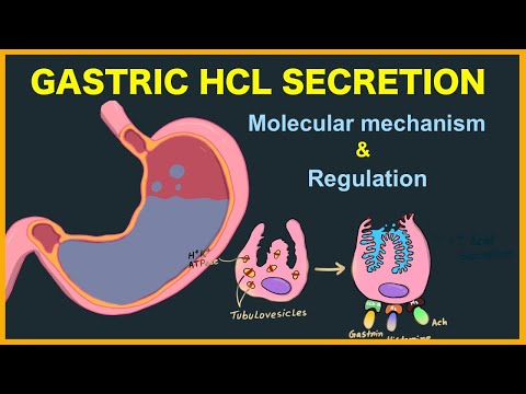 Video: Cum se produce sucul gastric?