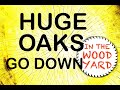 #111 - Husqvarna Chain Saws Firewood Cutting - Huge White Oaks Go Down!