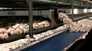 ASÍ CULTIVAN CHAMPIÑONES EN HOLANDA ASÍ CULTIVAN CHAMPIÑONES EN HOLANDA