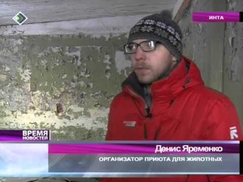 В Инте откроют приют для бездомных животных