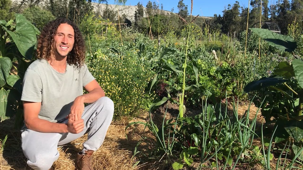 Cobertura o Mulch - ¿Qué es? ¿Por qué es tan importante para el suelo? Agricultura Regenerativa