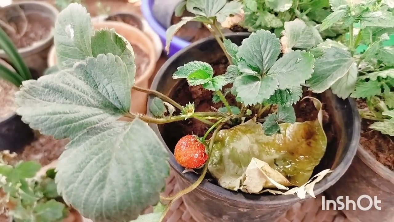 Flowers and fruit dropping in mango plant,, Best fertilizer and Care tips for Mango plant 