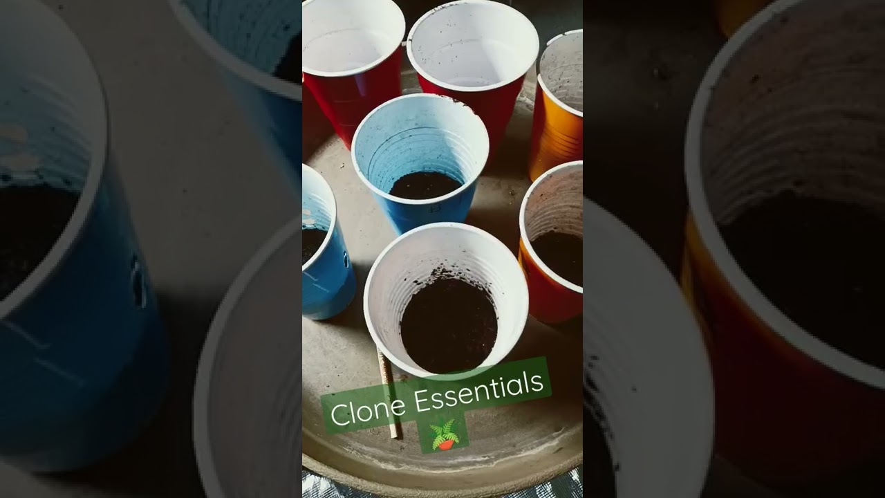 HOW TO GROW 💨  INDOORS| CLONING ESSENTIALS | HOW TO CLONE PLANTS