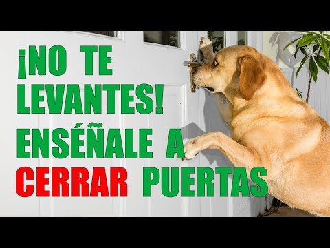 Video: Cómo enseñar a un perro a empujar puertas con sus patas