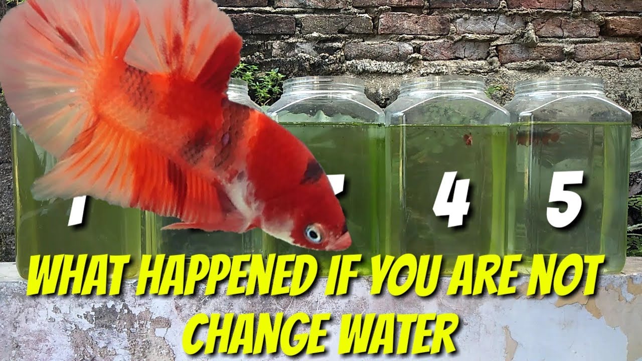 How to change betta water