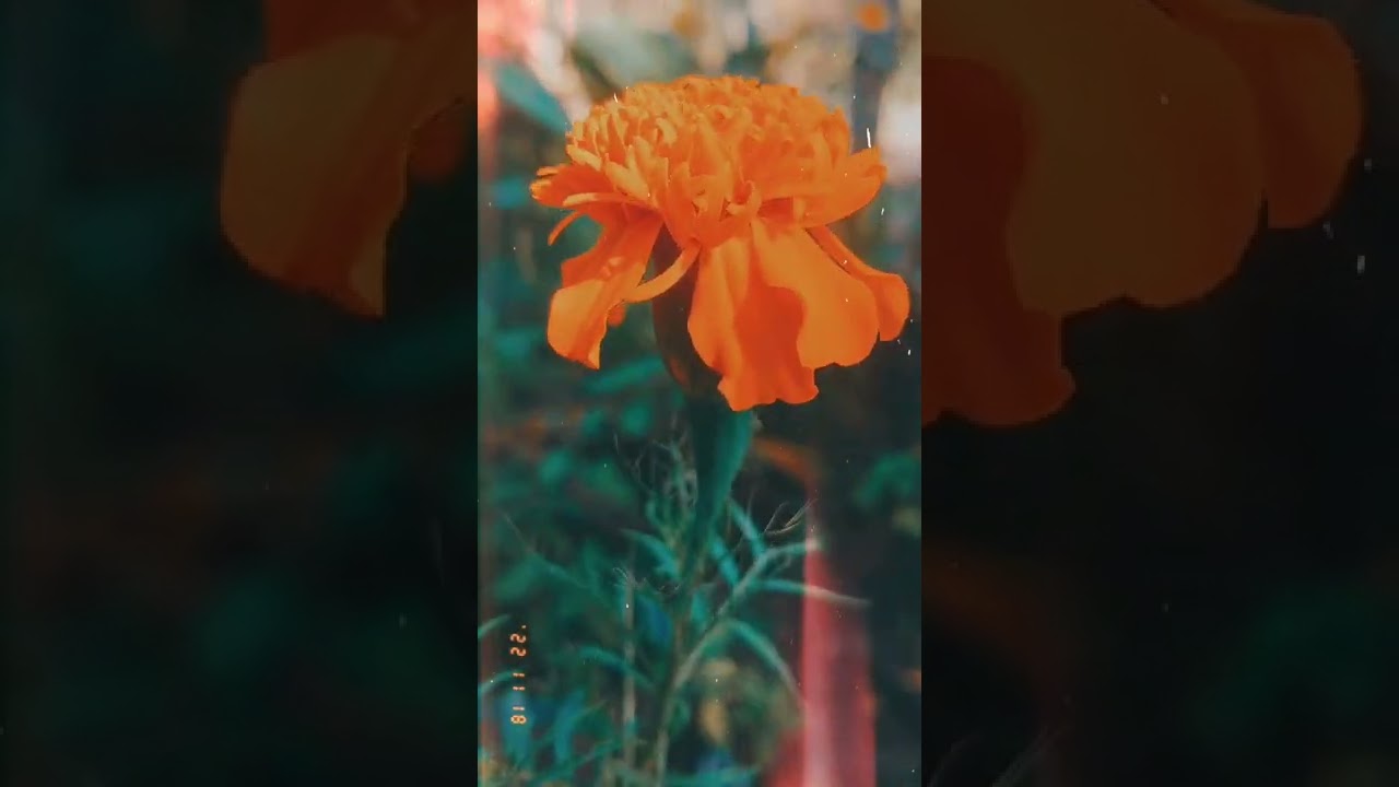 𝒥𝓊𝓈𝓉 𝓉𝓇𝓎𝒾𝓃𝑔 𝓉𝑜 𝓂𝒶𝓀𝑒 𝒶 𝓋𝒾𝒹𝑒𝑜 .📸❣️🌼