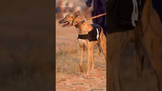 Full Power &amp; Growl! Hunting Dog Hits the Ground! #dogs #animals #hound  #greyhound #huntingdog