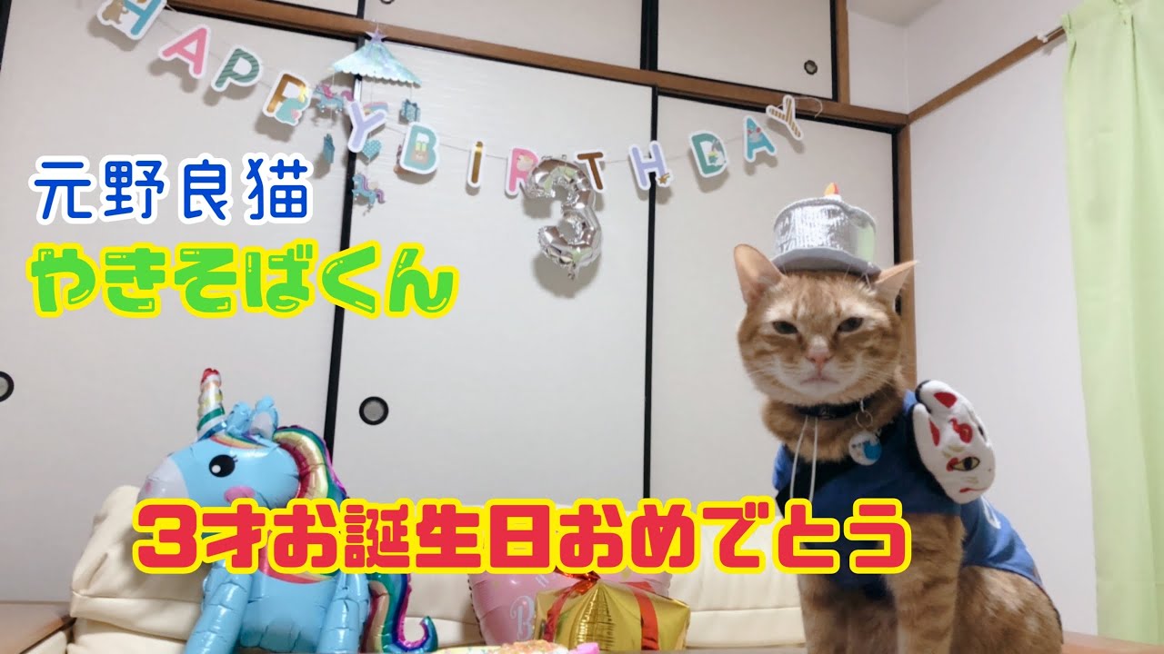 元野良猫 やきそば 3才お誕生日おめでとう お祭り風パーティーhappy Birthday Yakisoba Is Ex Stray Cat生日快樂 秋田犬とヨーキーは猫用ケーキが食べたがる Youtube