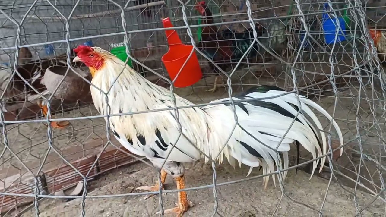 14.2.2026 @7.08.38.37.70 ae xem tham khảo 