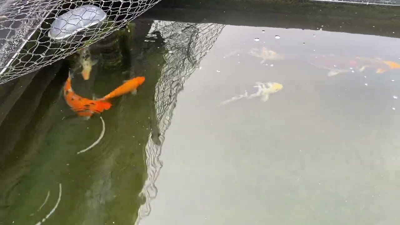 Koikarpit myymälässä 19.8.22