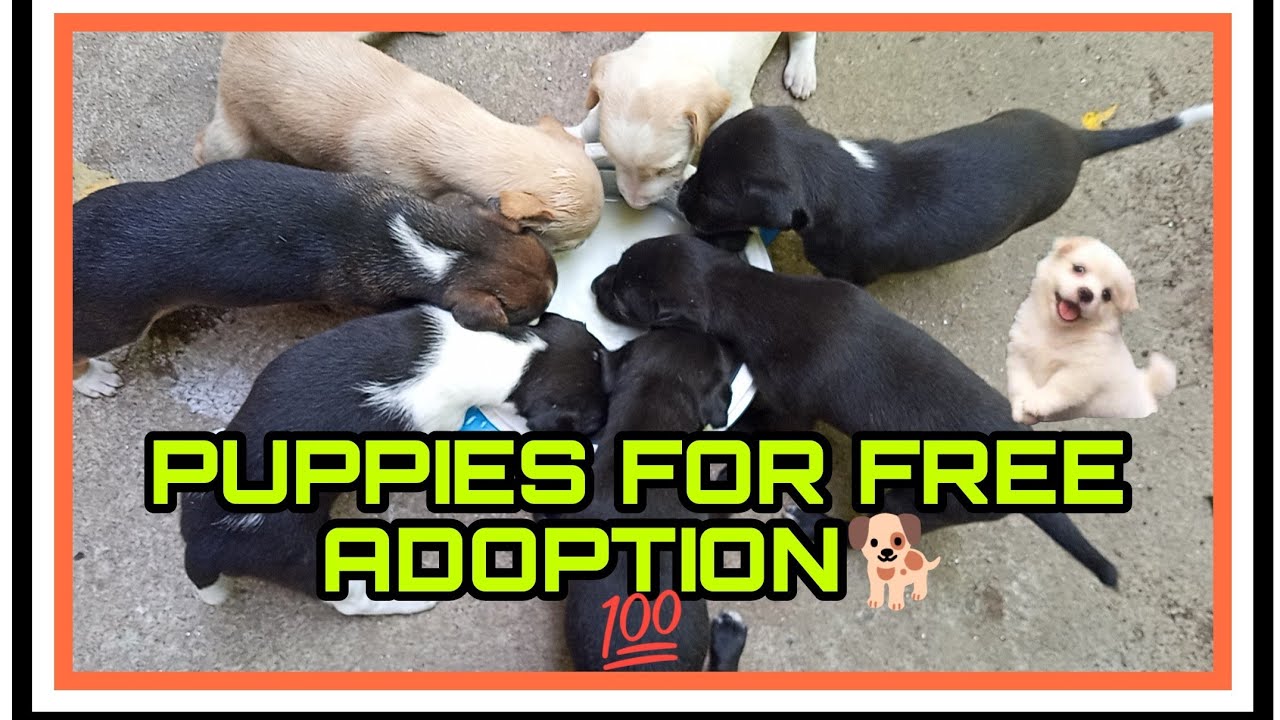 Puppies for Free Adoption 🐕 - YouTube