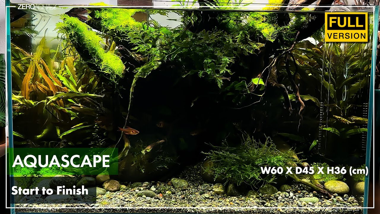 60cm水景 立ち上げから完成まで /aquarium/aquascape/60cm/vlog/
