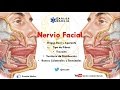 Anatomía - Nervio Facial (Origen Real, Aparente, Trayecto, Ramos Colaterales y Terminales)