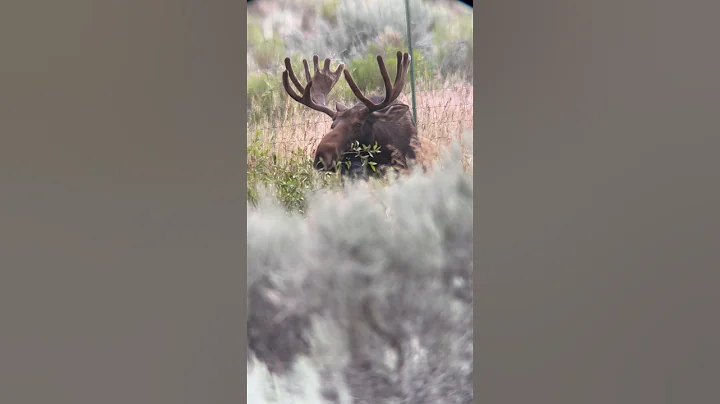 Big Wyoming bull moose getting his greens in. #wyoming #moose #bull