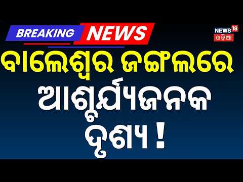 ବାଲେଶ୍ବର ଜଙ୍ଗଲରେ ଆଶ୍ଚର୍ଯ୍ୟ ! 5 Exotic Orangutans Rescued From Forest in Bhograi। Balasore News