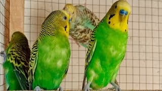 8 Hr Budgies Chirping Talking Singing Parakeets Sounds Reduce Stress , Relax to Nature Bird Sounds