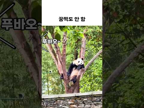 두 번 불렀는데...#푸바오 #푸바오근황