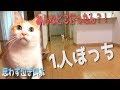 普段やんちゃな子猫をひとりぼっちにしたらあまりの寂しさに泣き始めた…！！