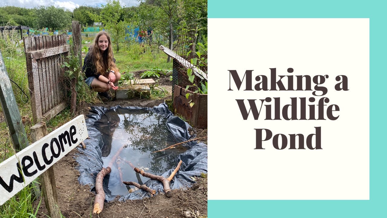 Building a wildlife pond and raised beds YouTube