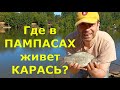 Пампасы и караси, караси и Пампасы....