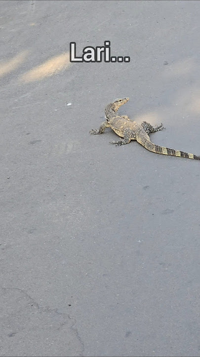 SURPRISED TO MEET A MONACO ON THE ROAD😱#shortvideo #shortviral #viralvideo #viralshort