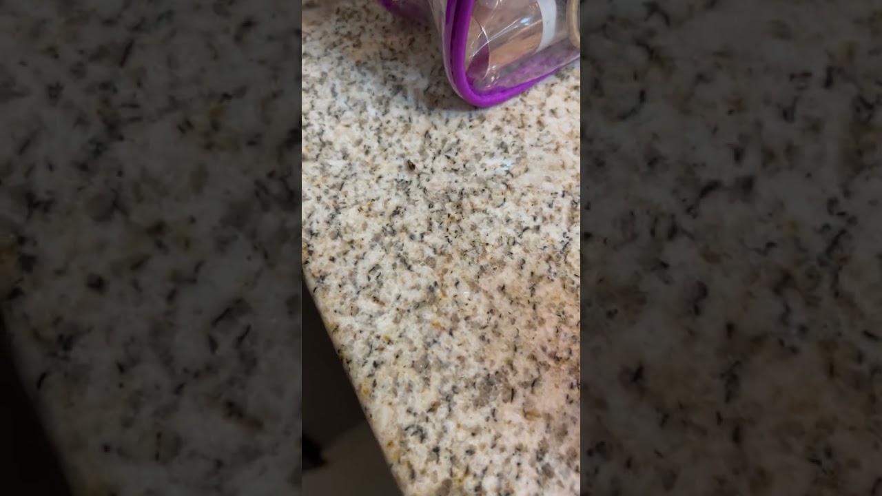 Wyndham Hotels And Resorts reviews: Roaches | PissedConsumer.com