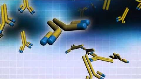 Antibody Validation