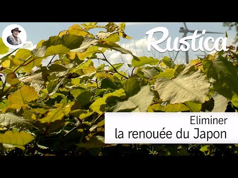 Vidéo: Renouée du Japon : méthodes de lutte contre la renouée du Japon