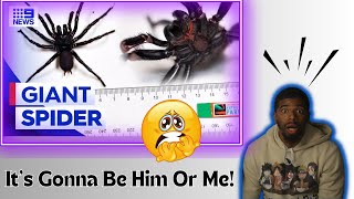 World's Largest Funnel Web Spider Discovery Shocks Australia | AMERICAN REACTS