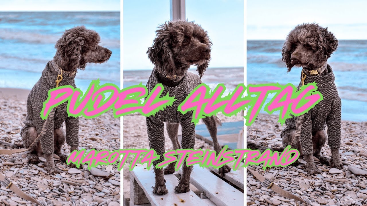 Ein perfekter Hundetag in Italien 🇮🇹☕ Strandspaziergang, Cappuccino & Hunde-Outfit | Hunde Vlog 1