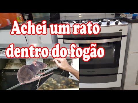 Achei um rato dentro do fogão. - YouTube