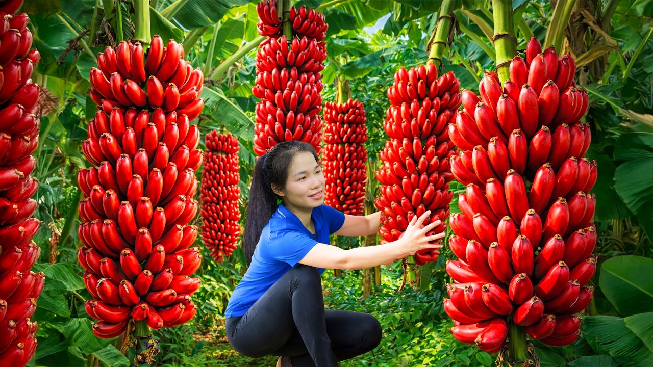 Harvesting Ripe Red Banana Bunches & Selling at the Rural Market | Simple Rural Girl Life