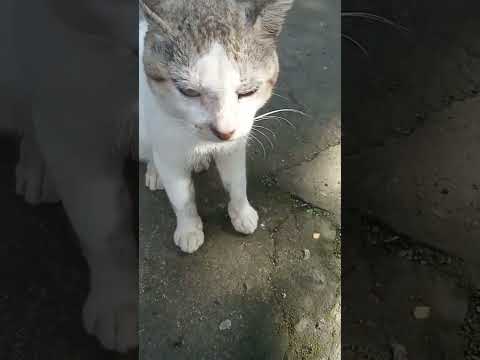 วีดีโอ: แมวอีเจียน
