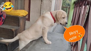 Cameraman got injured part -2 😂🤣 labrador cute funny video ❤️🐕