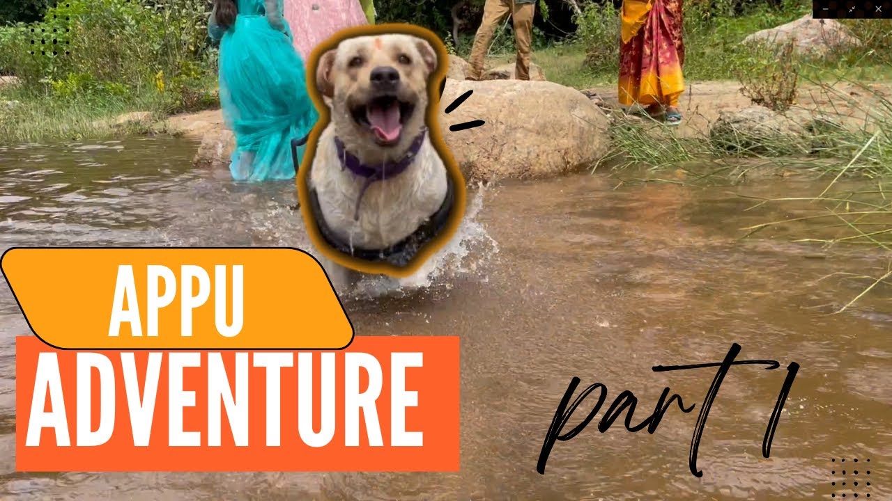 Appu Enjoy playing in Vaigai River in Varusandu - Theni ! Labrador Dog