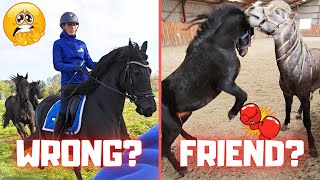 Move foals and colts... it goes wrong again | Bjarni and Johnny together! | Friesian Horses