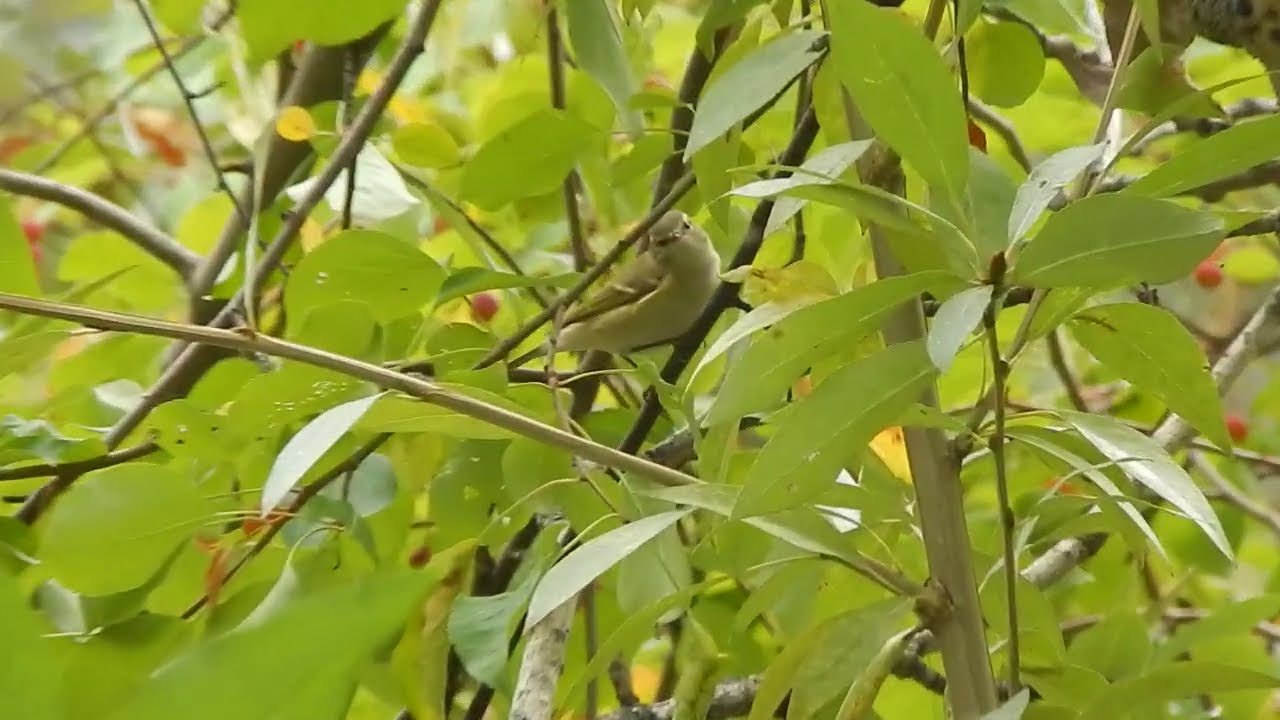 Пеночка-зарничка Phylloscopus inornatus DSCN3139