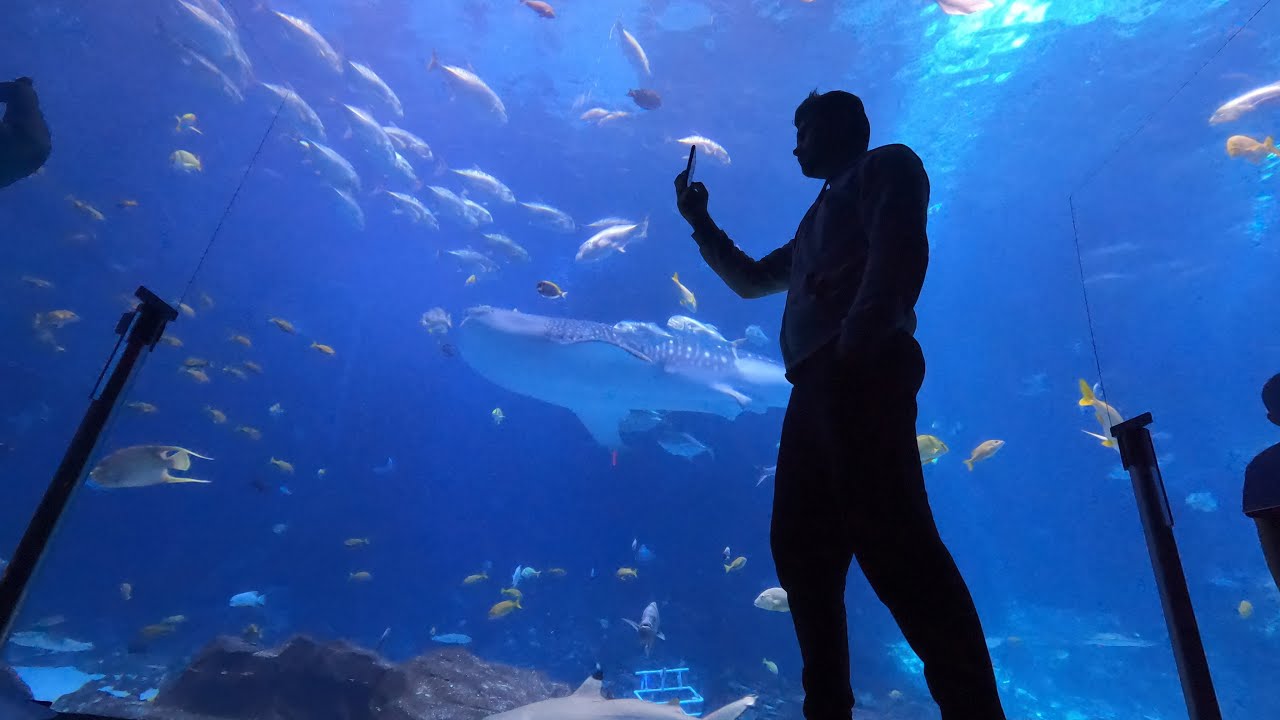 CONHECENDO O AQUARIO DE ATLANTA!