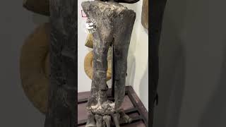 Knee-high to a sauropod! #dinosaur #sauropod