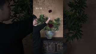 《為什麼這個楊梅枝，一放就好看了》 自家楊梅樹修剪下來的枝， 配上楊梅色的大麗花。 #獨角獸鄉村花藝 #插花 #花藝 #楊梅 #生活美學