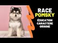 Race de chien pomsky  ducation caractre inconvnients avantages alimentation