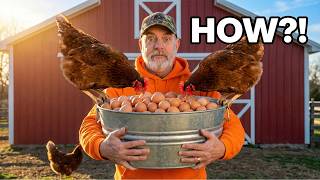 How to Increase Egg Production in Chickens and Maintain Better Health
