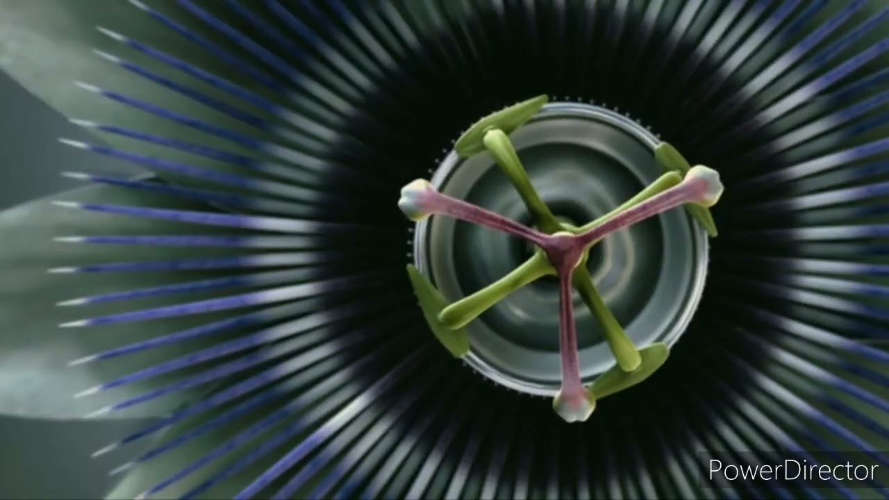 (REQUEST) What If Django Unchained 2012 Blu-Ray Had A Dolby, DTS, And THX Logo