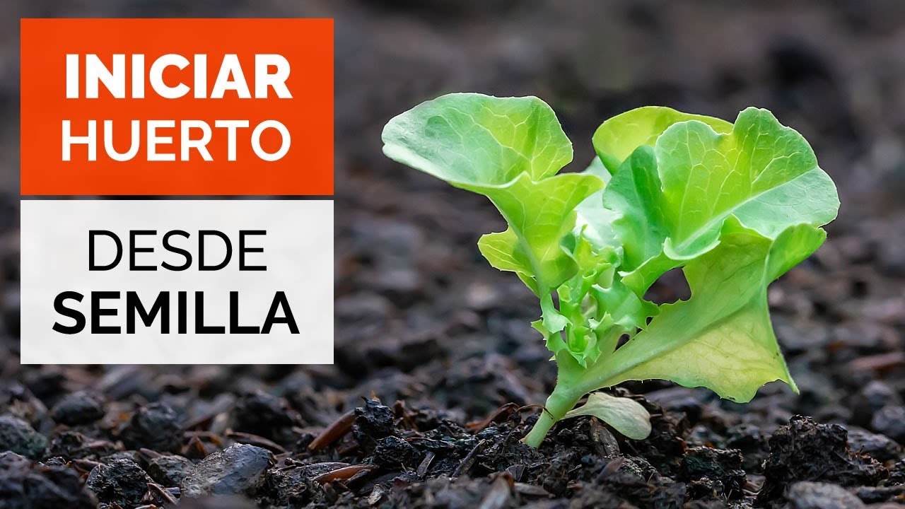 Cómo COMENZAR UN HUERTO desde SEMILLAS! 🌱 Explicado paso a paso para Tener Éxito #QuédateEnCasa