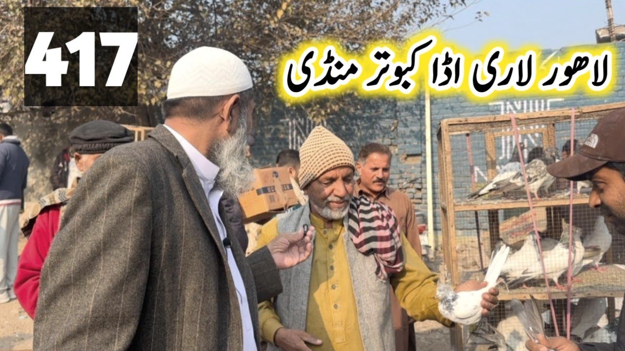 417) Lahore lari ada kabootar mandi || کبوتر منڈی || #amjadaliofficial #pigeons #kabootar