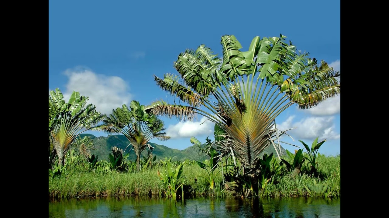 Tsiaro anao - Lucien Randrianina