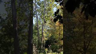 Siamang Apes go crazy