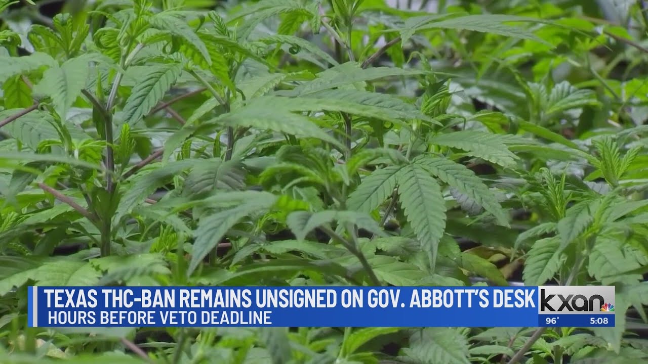 Texas THC-ban remains unsigned on Gov. Abbott's desk hours before veto deadline