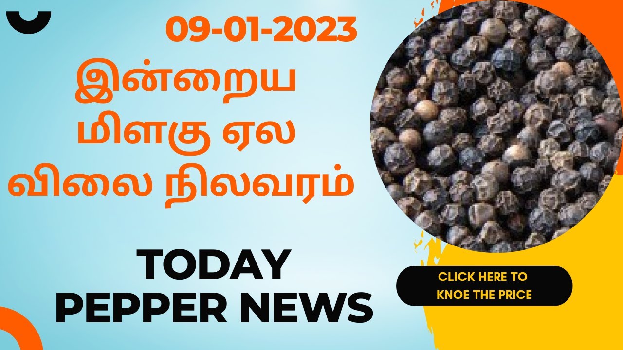 இன்றைய மிளகு ஏல விலை நிலவரம் கேரள மாநிலம் கொச்சியில் மிளகு விலை